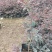基地直供大量供应红花继木苗