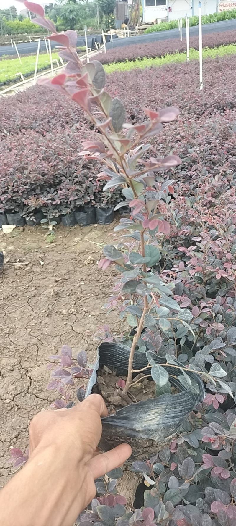 基地直供大量供应红花继木苗