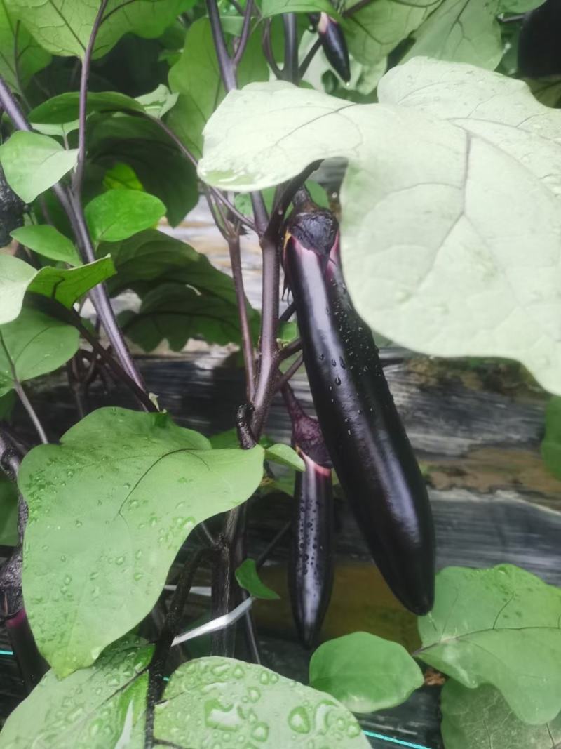 茄子，新苗精品墨茄，烧烤茄***********