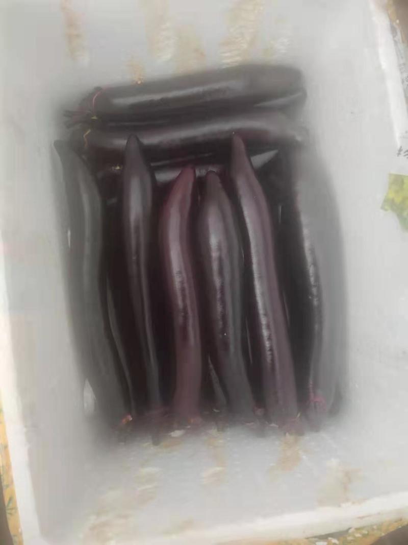 茄子，新苗精品墨茄，烧烤茄***********