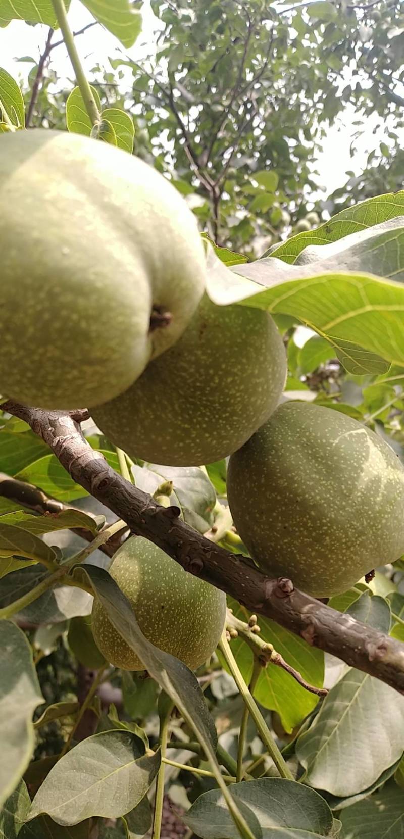 青皮核桃