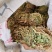 鸡骨草新货批发有叶无叶煲汤广西鸡骨草藤