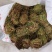 鸡骨草新货批发有叶无叶煲汤广西鸡骨草藤