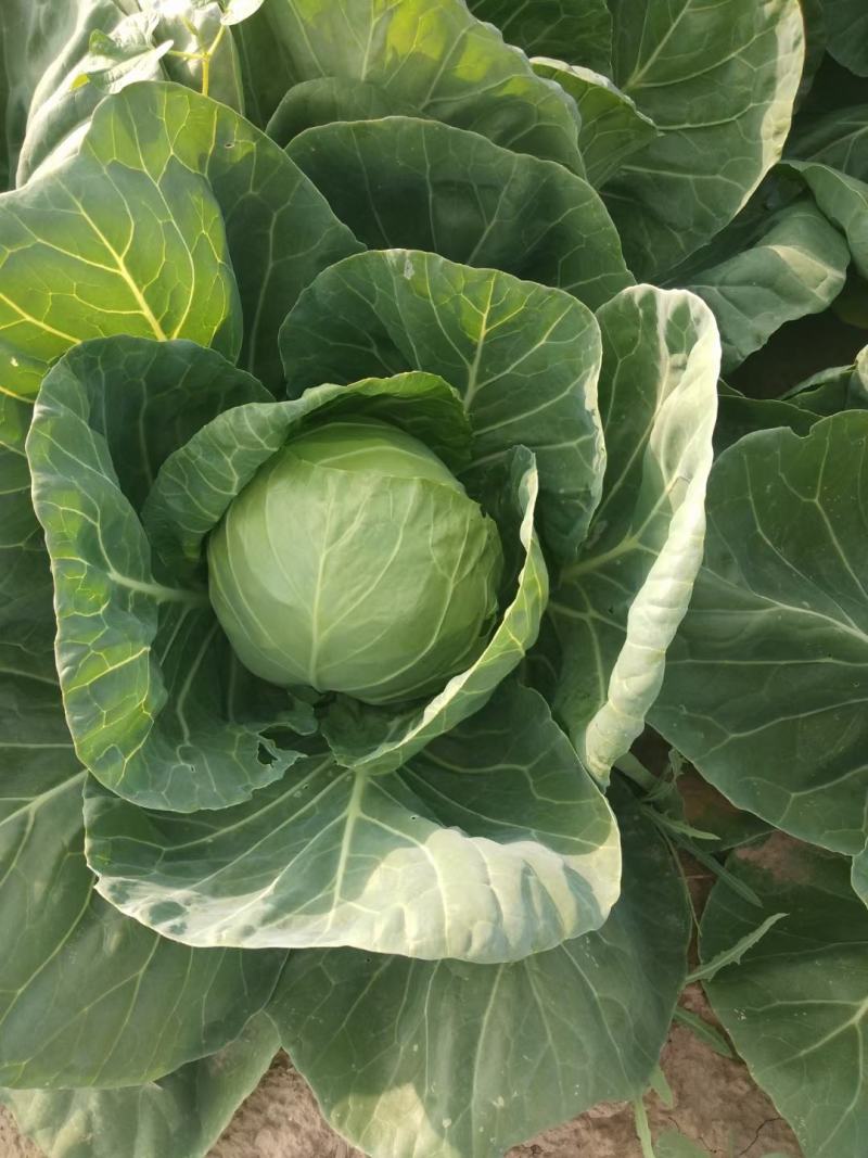 园百菜，