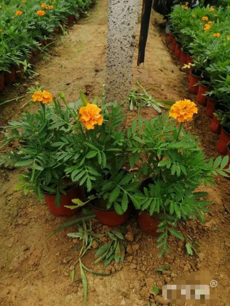 孔雀草基地直销，大量供应，可实地看货，一手货源。