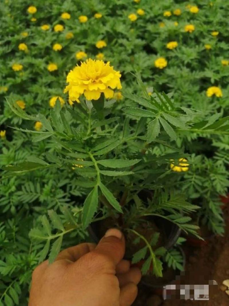 孔雀草基地直销，大量供应，可实地看货，一手货源。