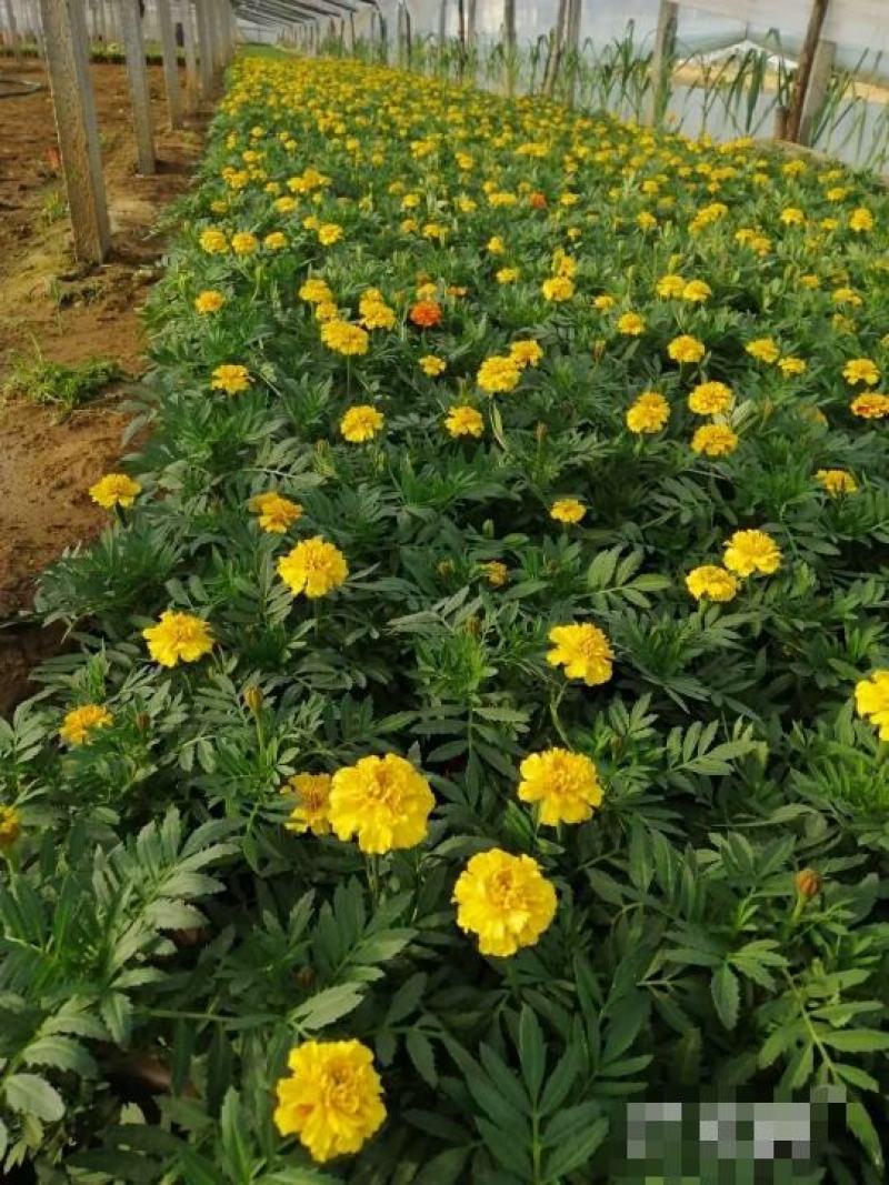 孔雀草基地直销，大量供应，可实地看货，一手货源。