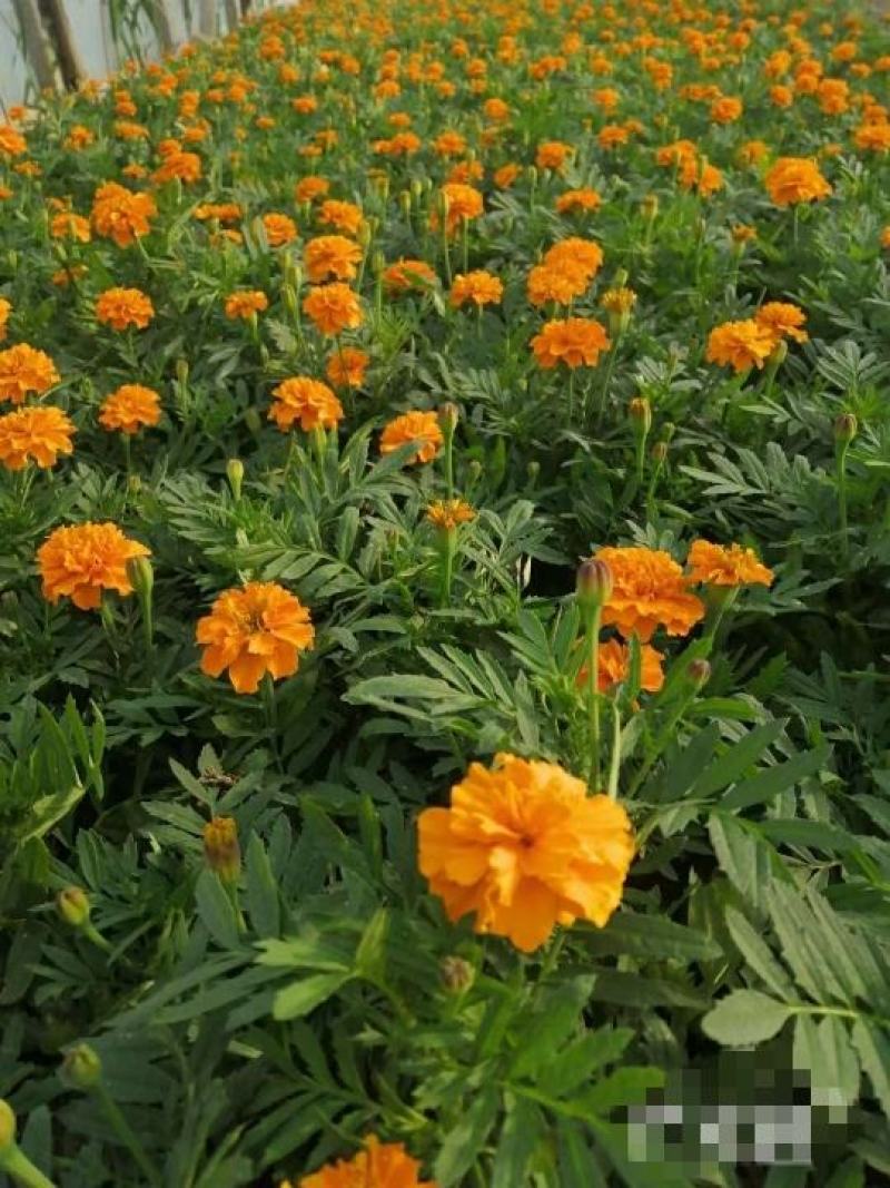 孔雀草基地直销，大量供应，可实地看货，一手货源。