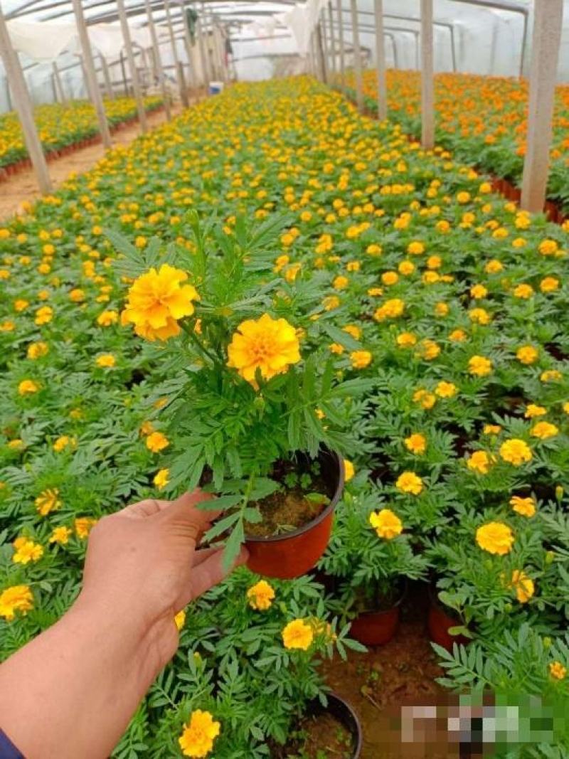 孔雀草基地直销，大量供应，可实地看货，一手货源。