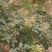 花椒，陕西青花椒，新货，量大价优，欢迎咨询