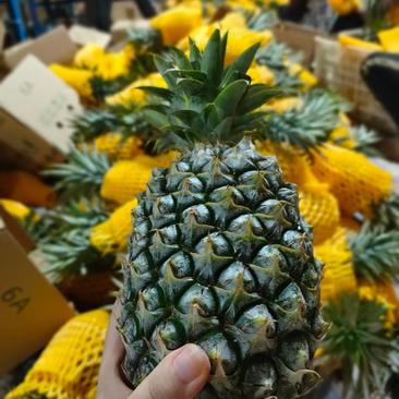 海南金钻凤梨新鲜水果热带水果现摘现发凤梨非菠萝一件代发包