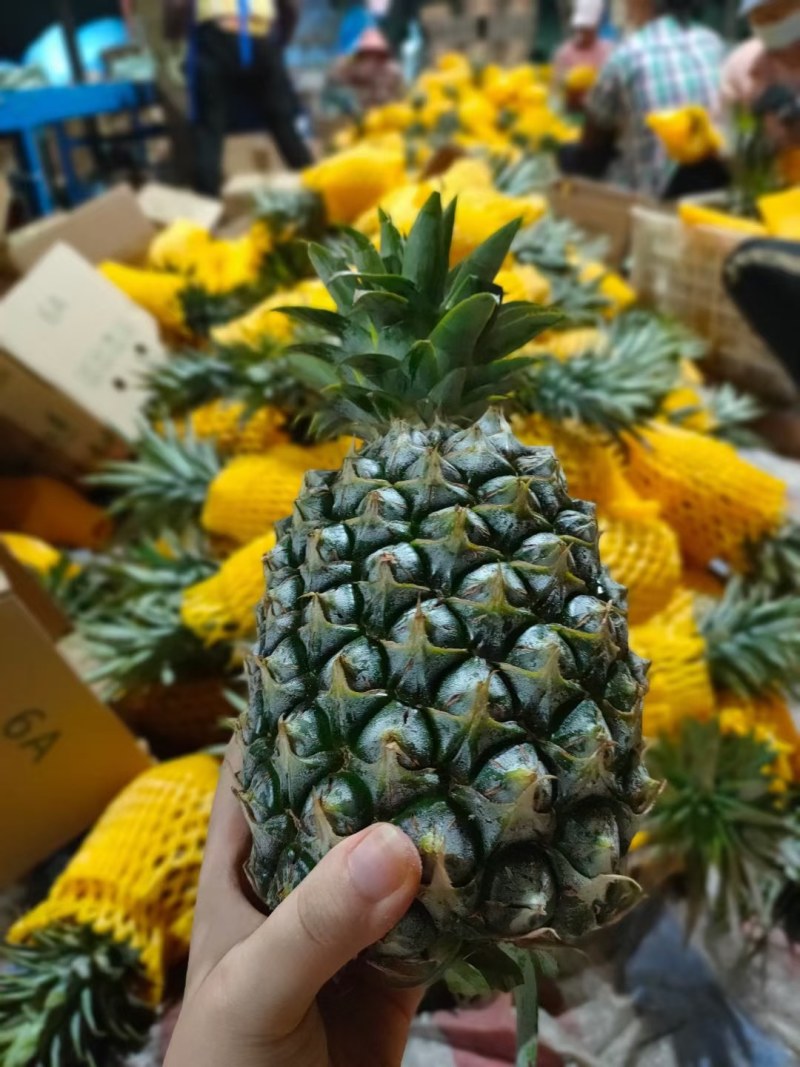 海南金钻凤梨新鲜水果热带水果现摘现发凤梨非菠萝一件代发包