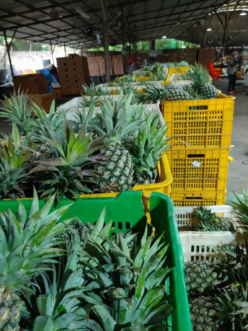 海南金钻凤梨新鲜水果热带水果现摘现发凤梨非菠萝一件代发包