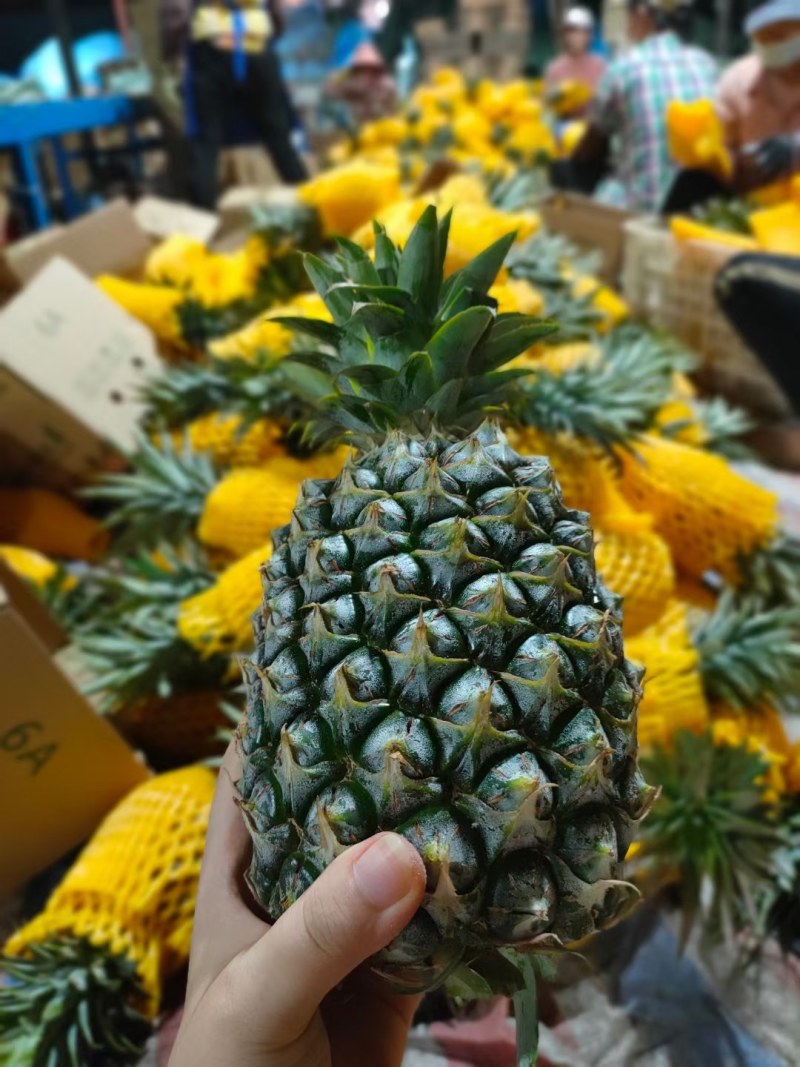 海南金钻凤梨新鲜水果热带水果现摘现发凤梨非菠萝一件代发包