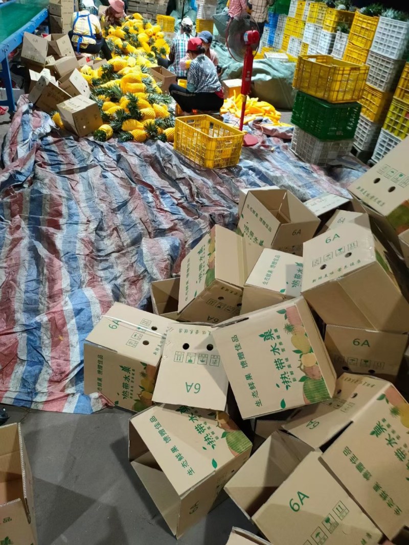海南金钻凤梨新鲜水果热带水果现摘现发凤梨非菠萝一件代发包