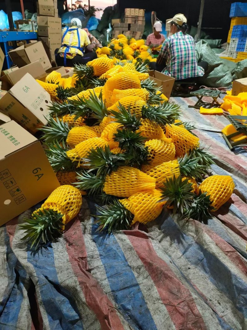 海南金钻凤梨新鲜水果热带水果现摘现发凤梨非菠萝一件代发包