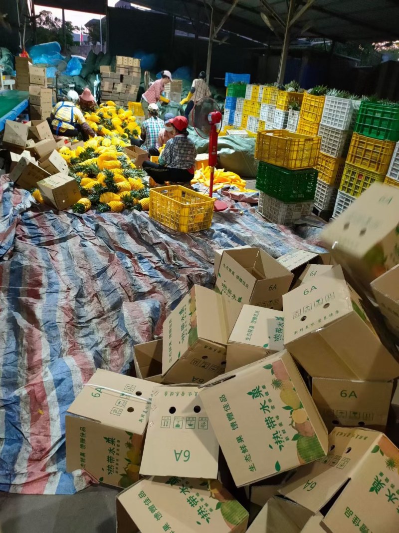 海南金钻凤梨新鲜水果热带水果现摘现发凤梨非菠萝一件代发包