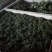 花椒，陕西青花椒，新货，量大价优，欢迎咨询