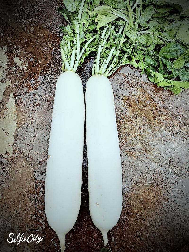 精品白萝卜