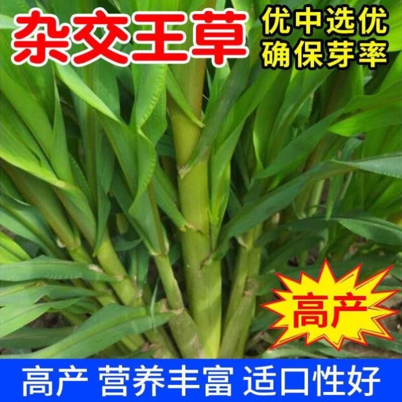 进口高产四季牧草王大叶晚熟杂交王草种子牛羊猪鱼兔牧草种子