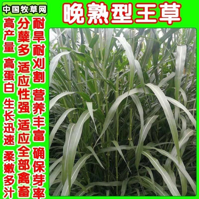 进口高产四季牧草王大叶晚熟杂交王草种子牛羊猪鱼兔牧草种子