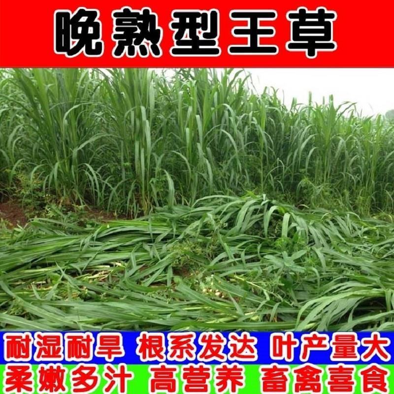 进口高产四季牧草王大叶晚熟杂交王草种子牛羊猪鱼兔牧草种子