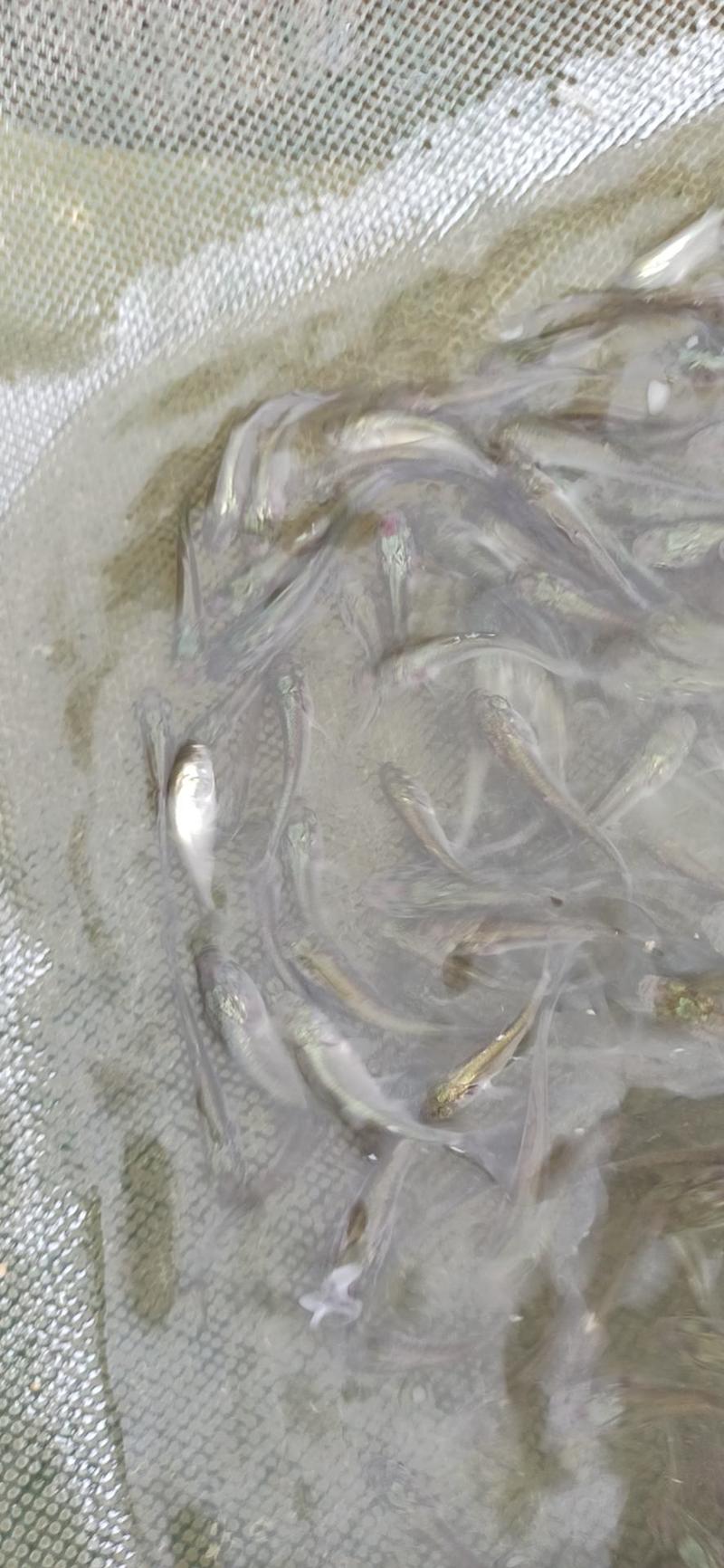 白鲢鱼苗扁鱼专业过滤水。鱼塘必须品种