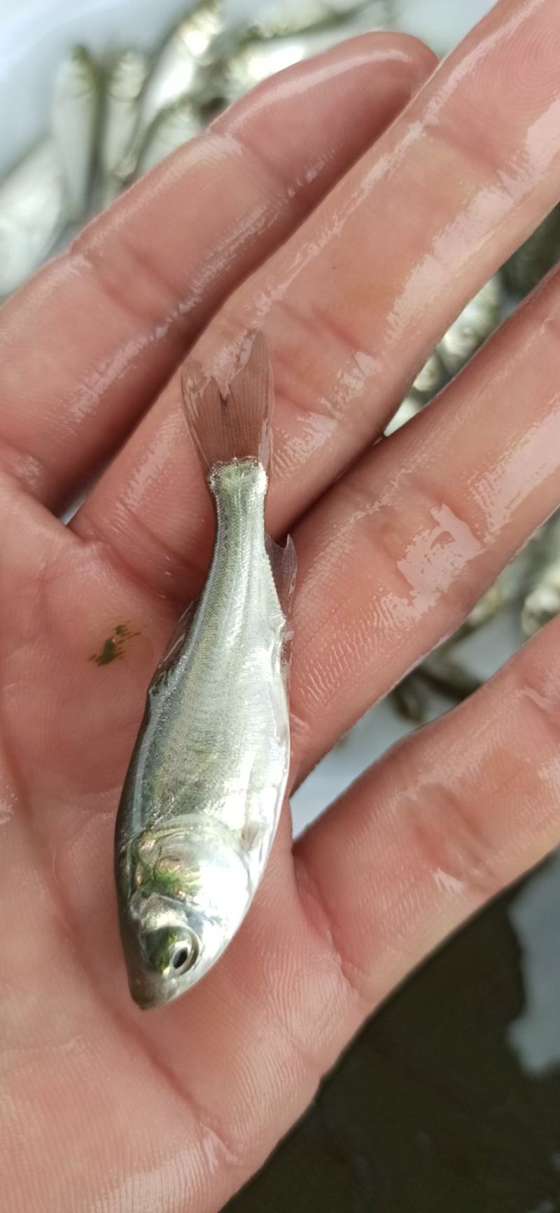 白鲢鱼苗扁鱼专业过滤水。鱼塘必须品种