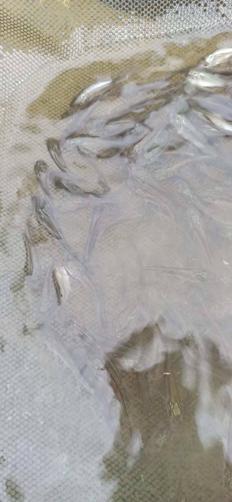 白鲢鱼苗扁鱼专业过滤水。鱼塘必须品种