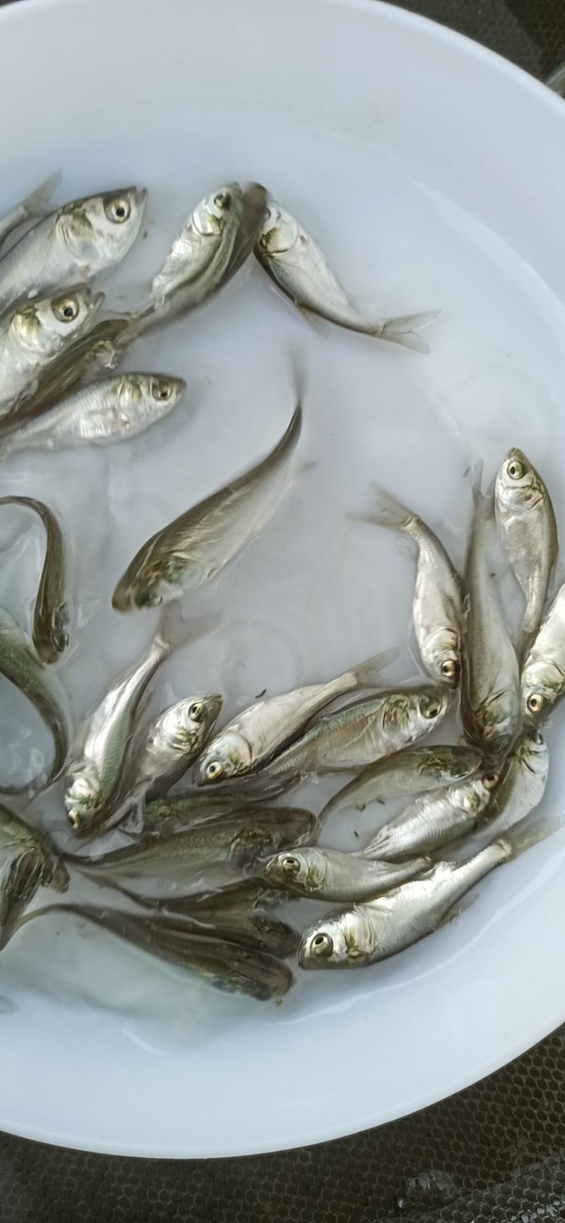 白鲢鱼苗扁鱼专业过滤水。鱼塘必须品种
