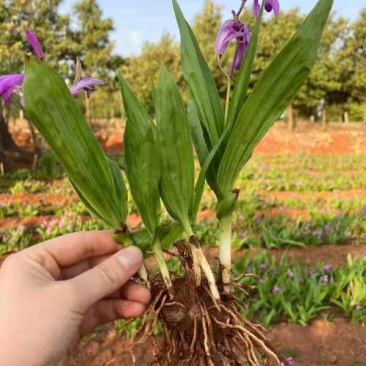 白芨苗子