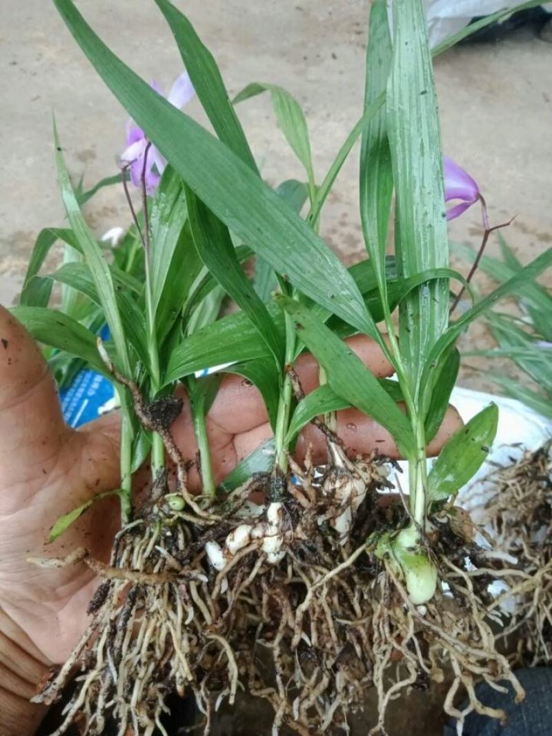 白芨苗子