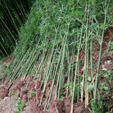 苦竹