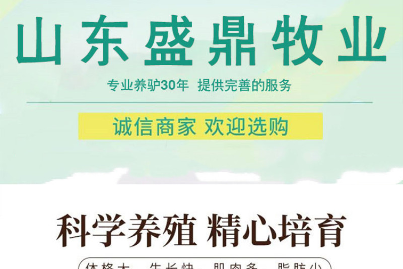 【买十头送一头】德州驴肉驴苗享受补贴包运输包成活