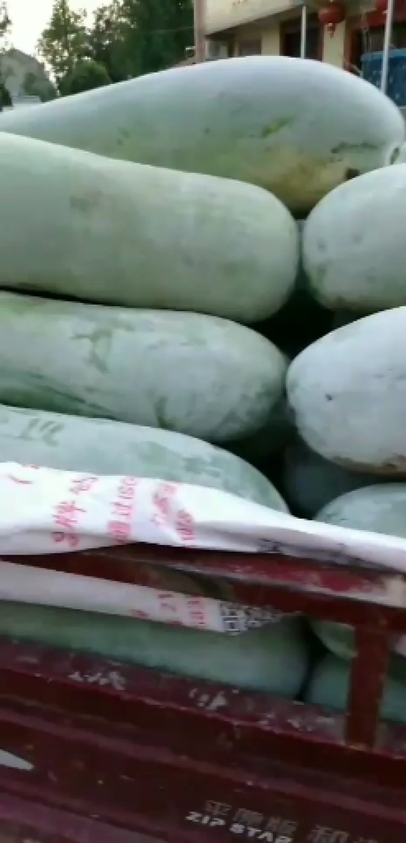 白皮冬瓜大量有货