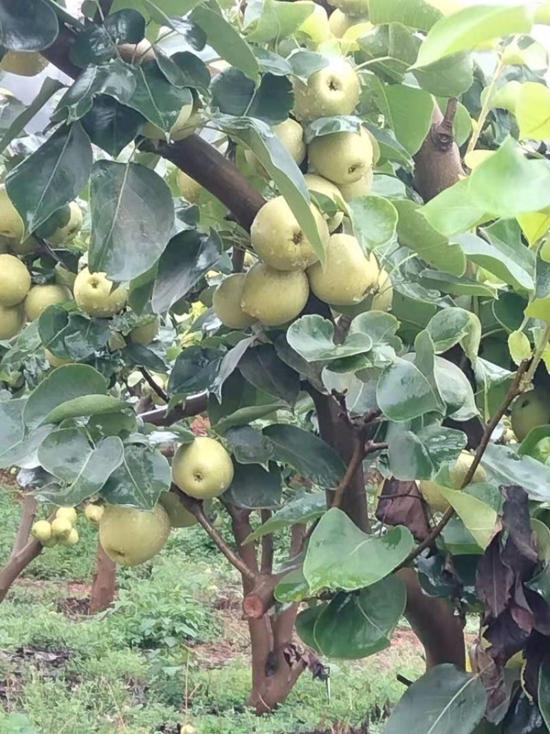 云南丽江