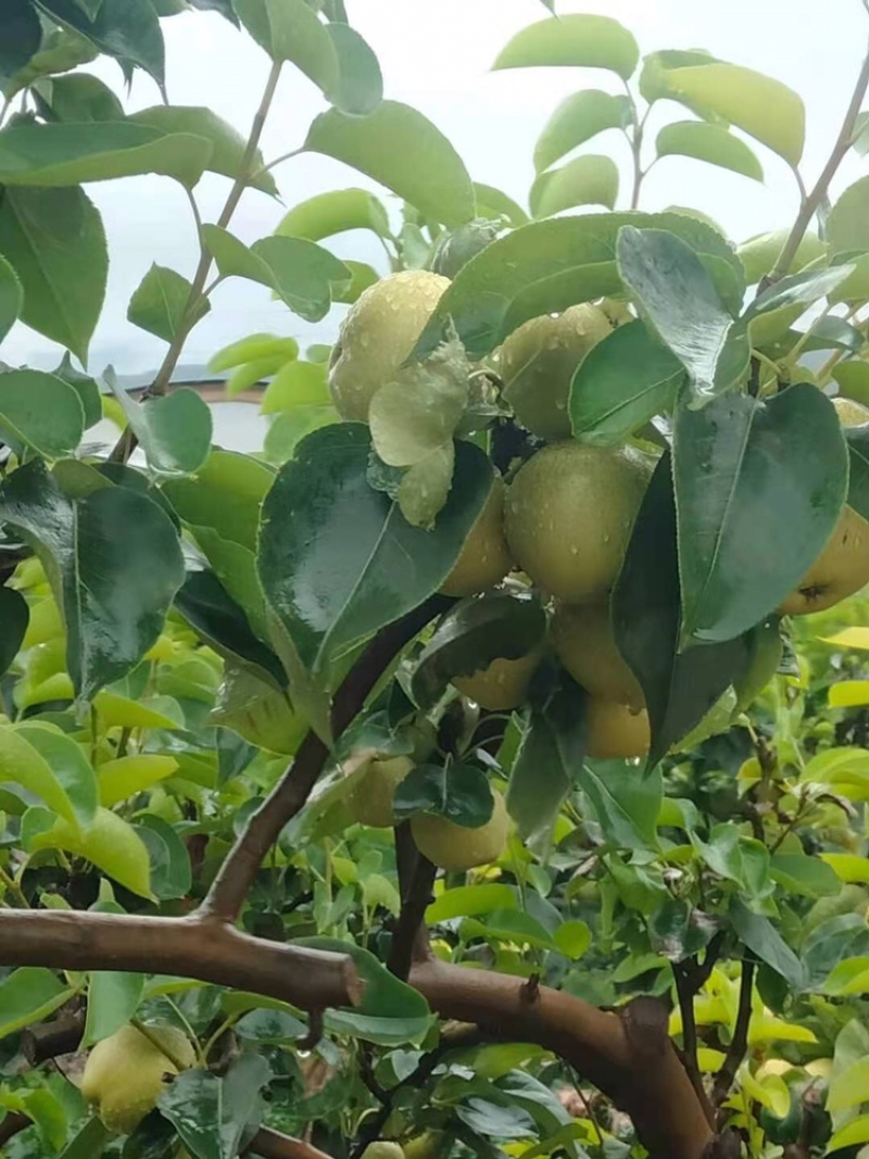 云南丽江