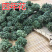 云南三七花中药材好货四年花高销量当天发货牛商干货