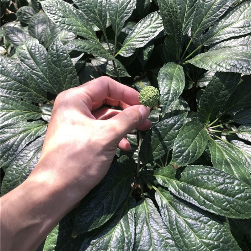 云南三七花中药材好货四年花高销量当天发货牛商干货