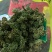 云南三七花中药材好货四年花高销量当天发货牛商干货