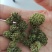 云南三七花中药材好货四年花高销量当天发货牛商干货
