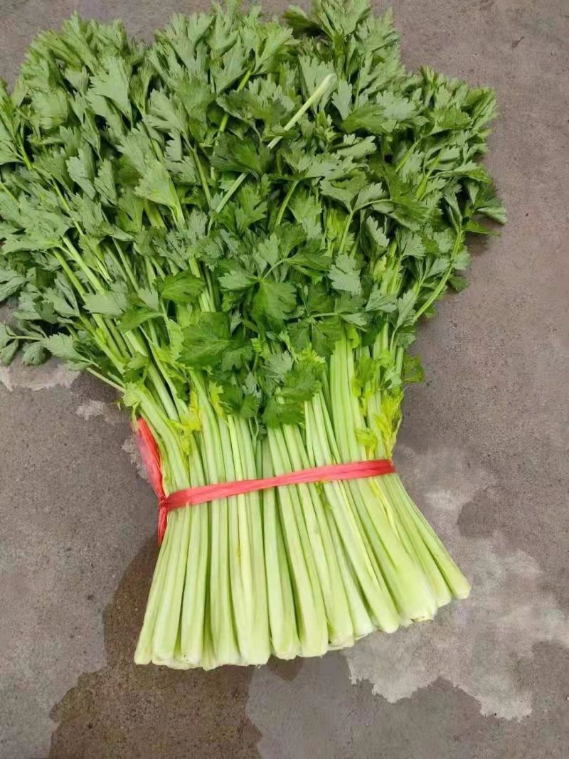 吉林特产芹菜大面积种植，产地直销一次合作终身朋友