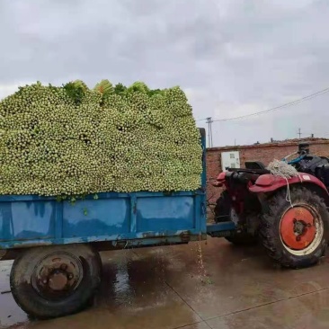 吉林特产芹菜大面积种植，产地直销一次合作终身朋友