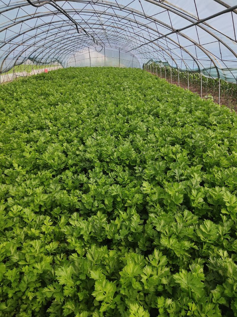 吉林特产芹菜大面积种植，产地直销一次合作终身朋友