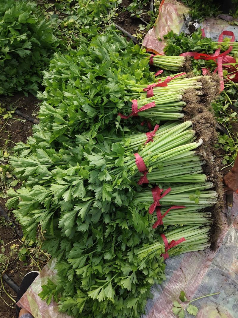 吉林特产芹菜大面积种植，产地直销一次合作终身朋友