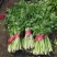 吉林特产芹菜大面积种植，产地直销一次合作终身朋友