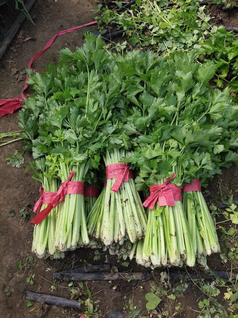 吉林特产芹菜大面积种植，产地直销一次合作终身朋友