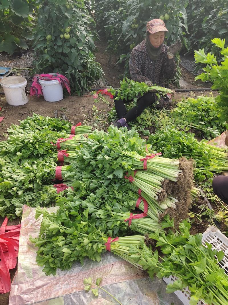 吉林特产芹菜大面积种植，产地直销一次合作终身朋友