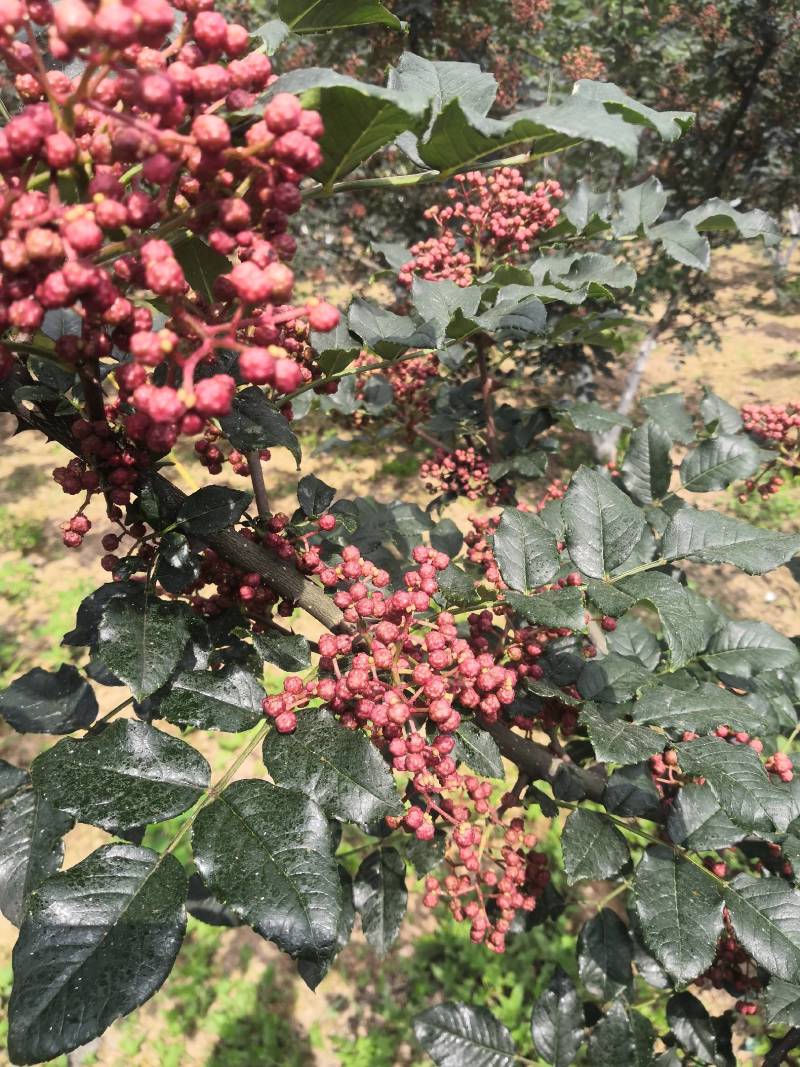 凤县大红袍花椒