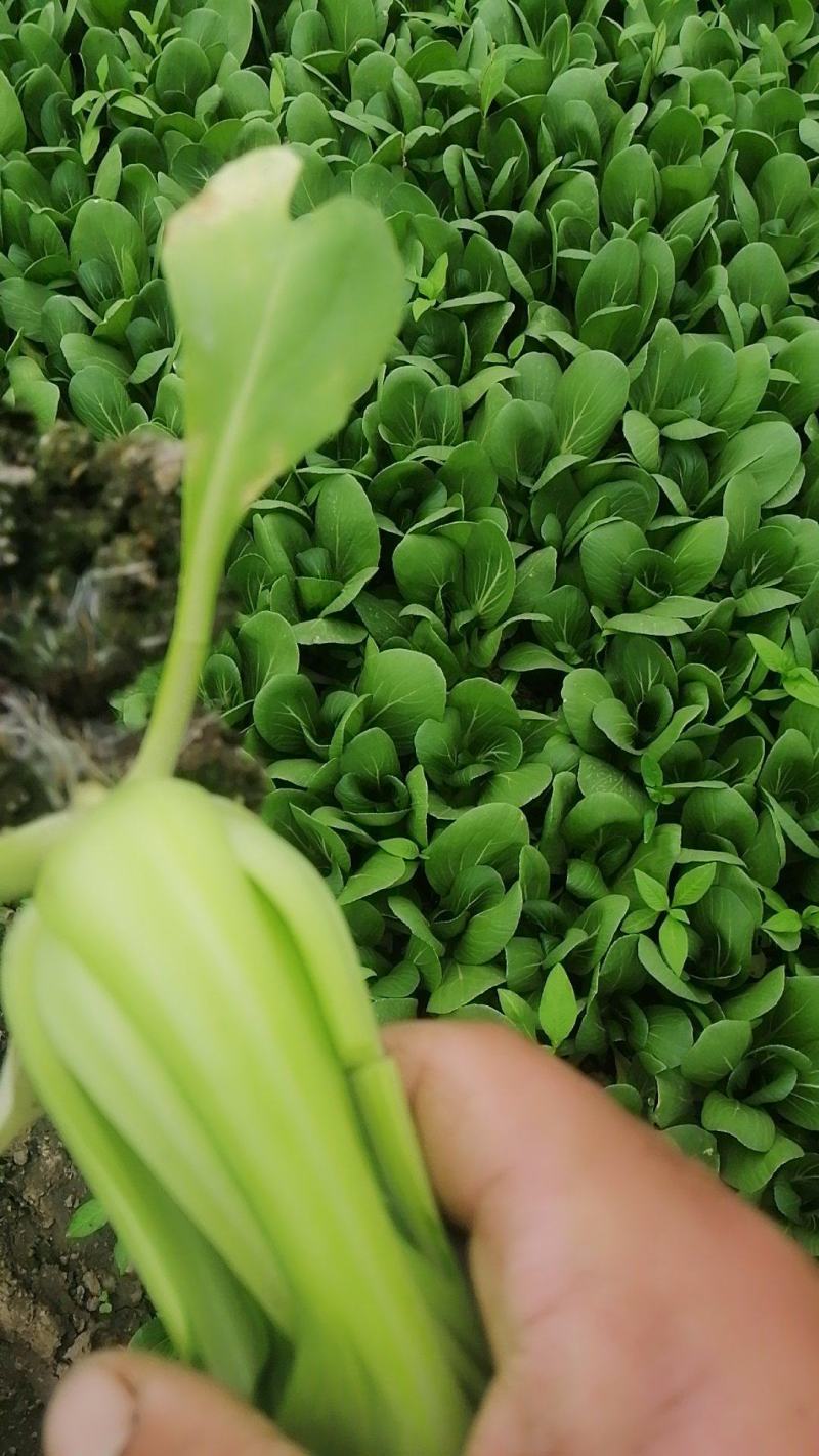 优质小青菜杭白菜产地直销大量供应江浙沪周边